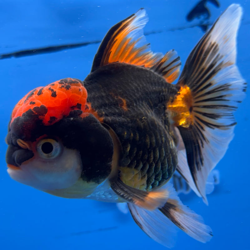 Thai Oranda Apache 3.5” Body Female(CK-932)R1BLUETUB4