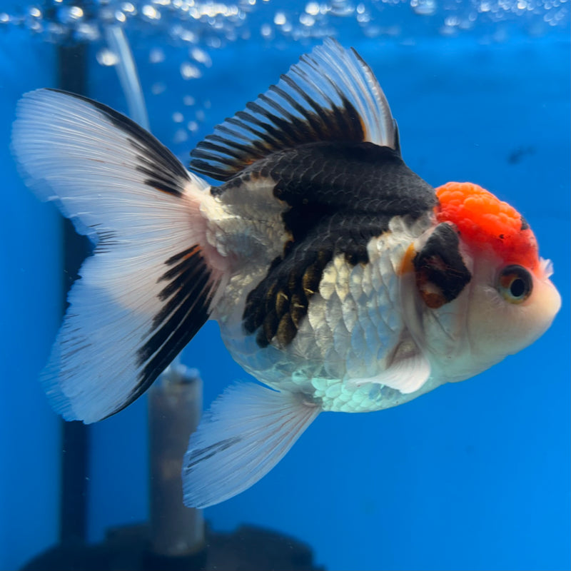 Thai Oranda Tri-Color 3.5” Body Female(CK-923)R1BLUETUB4