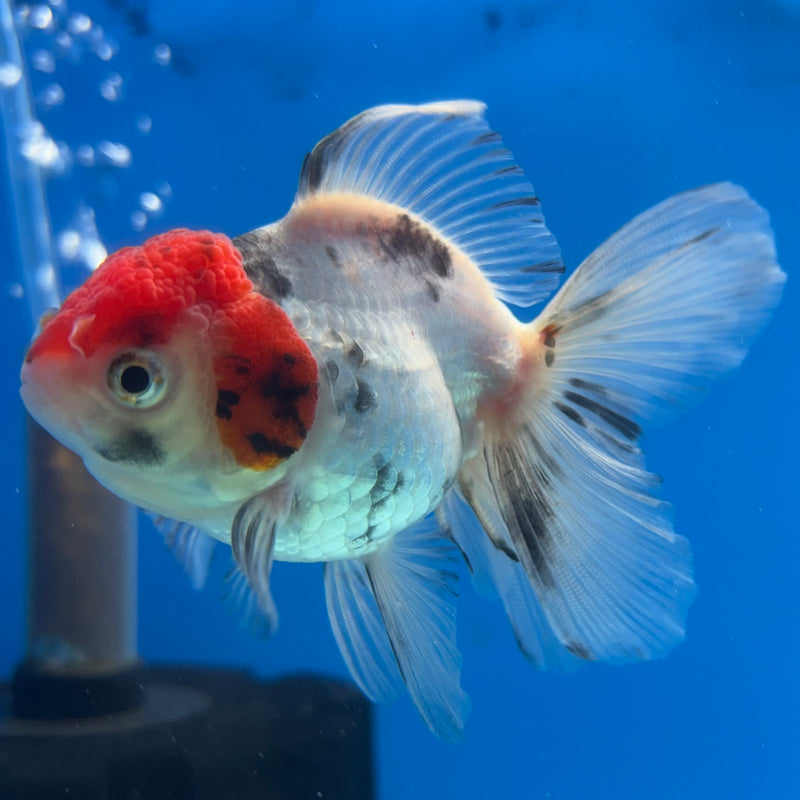 Thai Oranda Tri-Color 2.5” Body Male(CK-1017)R3B13