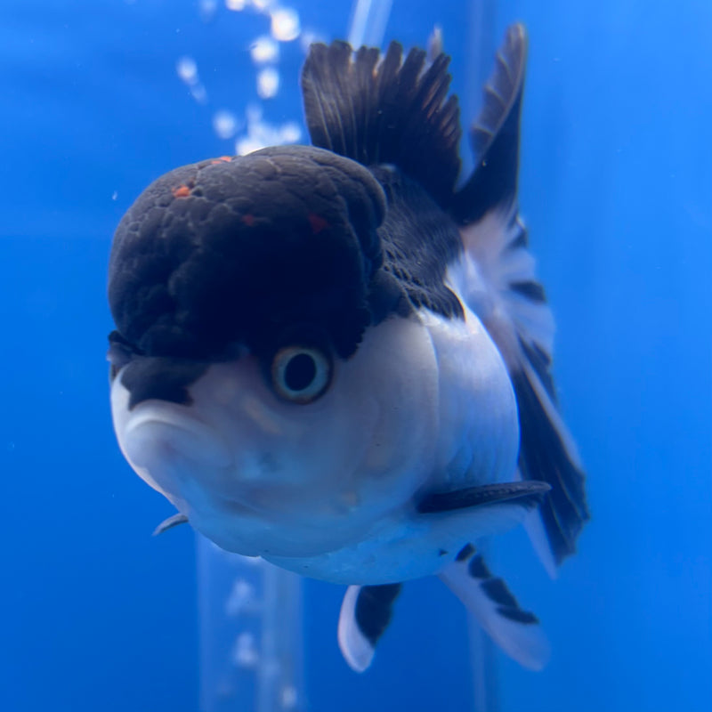 Thai Oranda Panda 3” Body Male(CK-789)R1A11