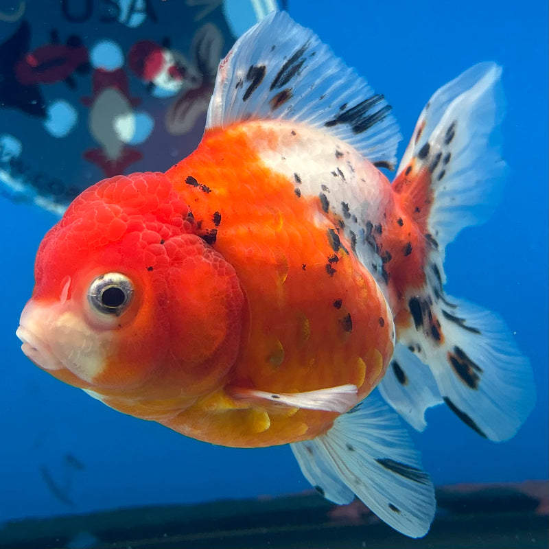 Thai Oranda Tri-Color Calico 3.5” Body Male(QGF-CK-1089)SHOWTANK