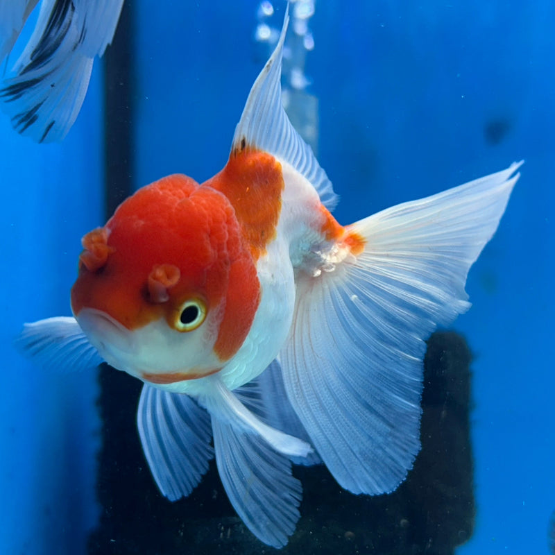 Thai Red-Cap Oranda 2.5”Body Female (JCD-181)R3B14