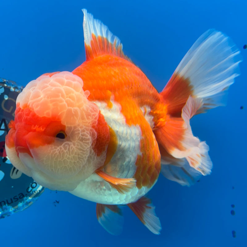 Thai Jumbo Oranda Red/White 4.5” Body Female(CRP-CK-1085)BLUETUB2