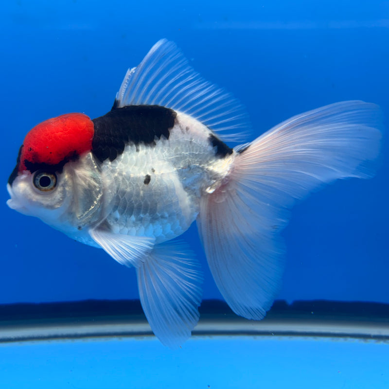 Thai Oranda Tri-Color 3” Body Female(CK-677)R1B10