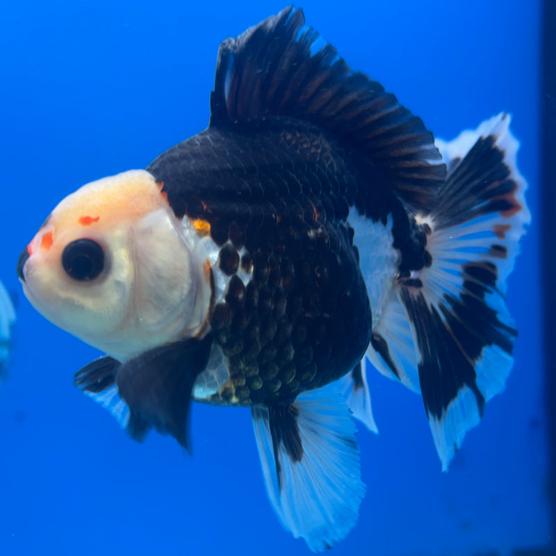 Thai Oranda Tri-Color 3” Body Male(CK-840)R3B20