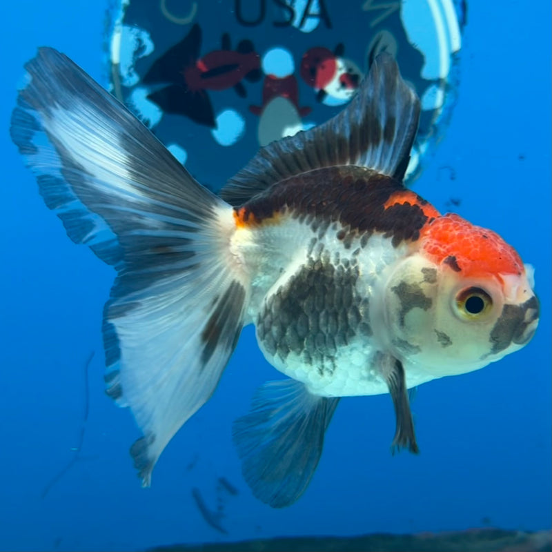 Thai Oranda Tri-Color 2.5” Body Female(CK-1298)R3B17