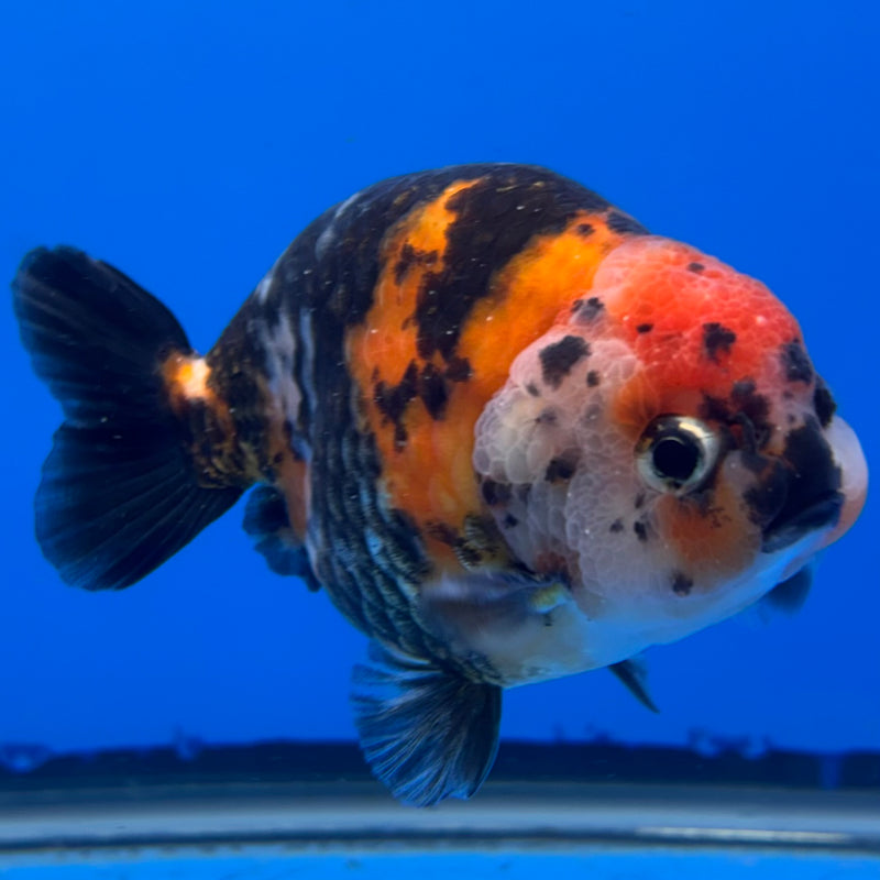 Chinese Ranchu Calico 4” Body Male(CK-1459)R2A07