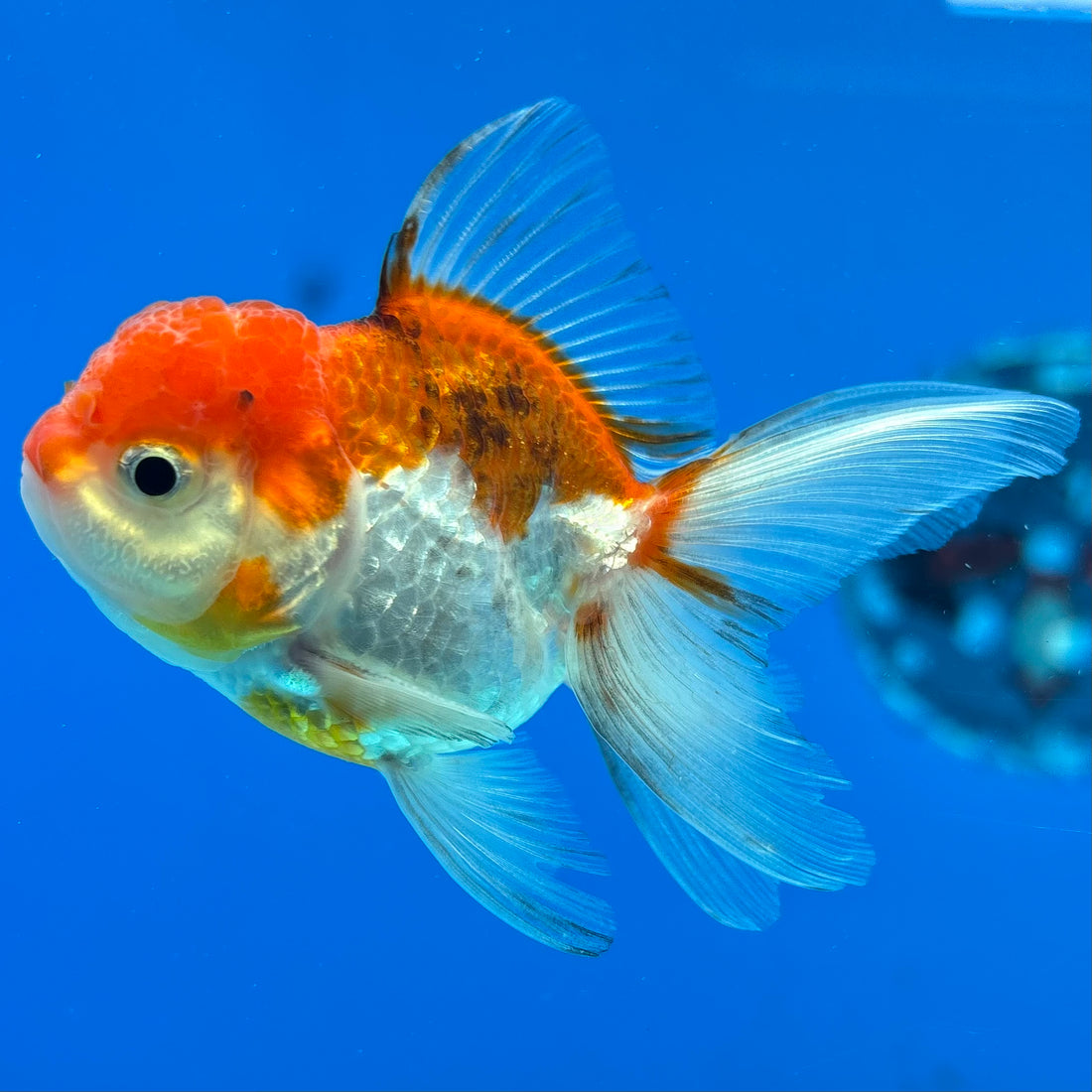 Thai Oranda Tri-Color 2" Male (CK-1556)R3A12