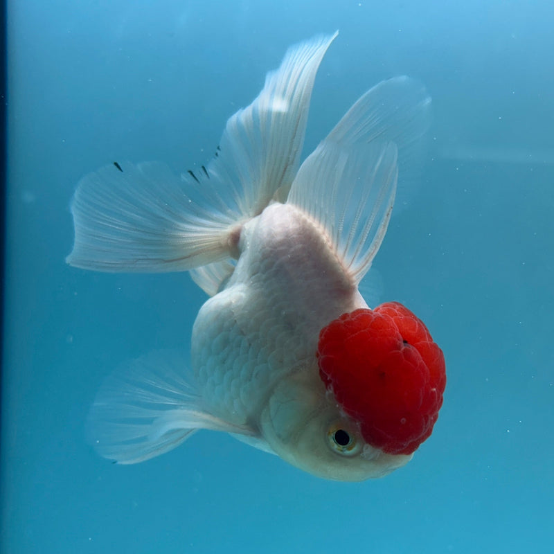 Live Premium Fancy Goldfish Thai Oranda Red Cap White Body Female 3.5” Body (JC-001) R1A10