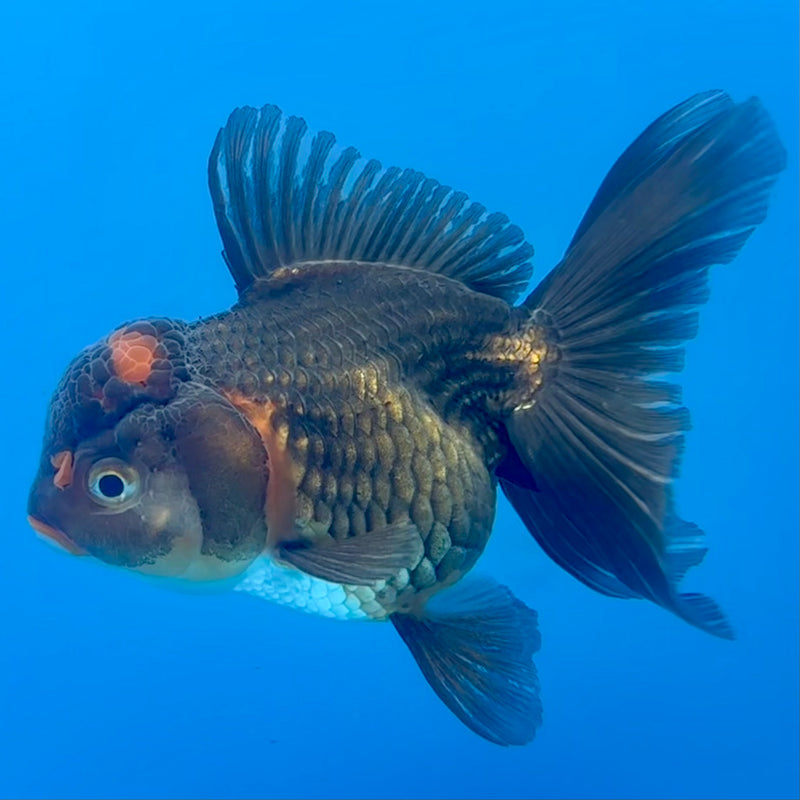 Thai Oranda Black Body Red Cap 3” Body Female(CK-700)R1B07