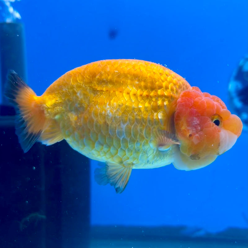 Thai Ranchu Full Red 3.5” Body Male(CK-1125)R1B05