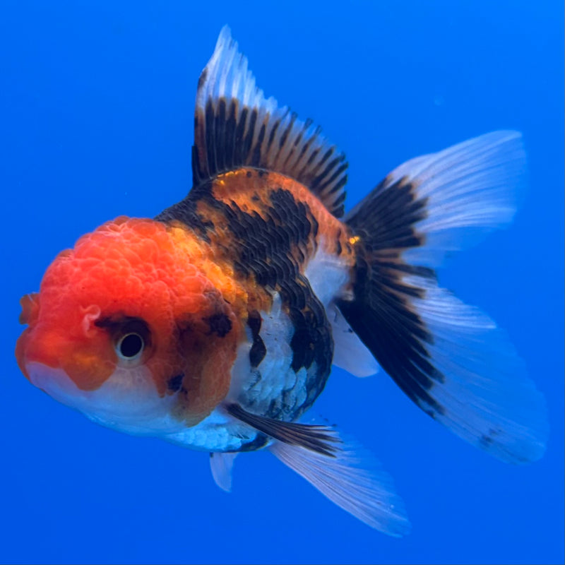 Thai Oranda Tri-Color/Apache 2.5” Body Female(CK-1235)R3B12