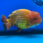 Thai Ranchu JUMBO Red/White 4.5” Body Male(CK-1555)BLUETUB-A