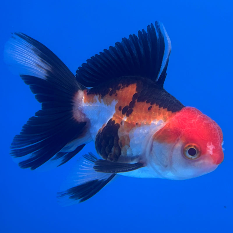 Thai Oranda Apache/Tri-Color 2.5” Body Male(CK-1240)R3B10