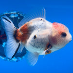 Thai Oranda Calico Yuanbao by SHOGUN 2.8” Body Male(CK-1591)R3B09