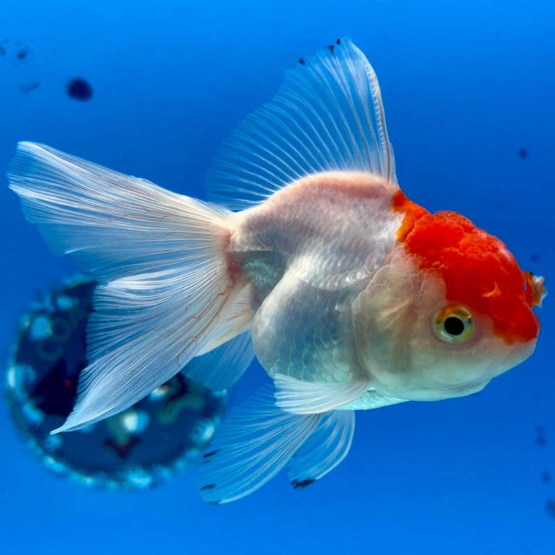 Thai Oranda White/Red Cap 2.5” Body Female(CK-1120)R3A16