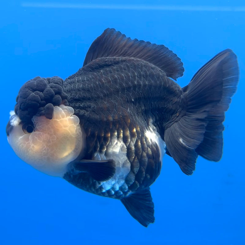 Thai Premium Oranda Yuanbao Panda 4” Body Female(CK-750)R1BlueTub4
