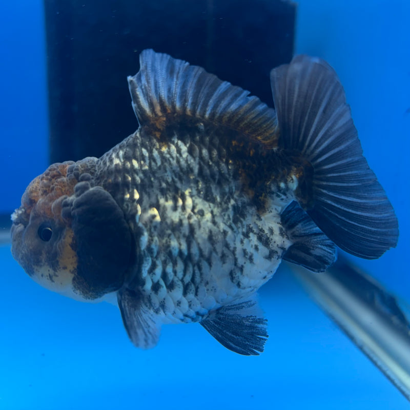 Thai Oranda SHOGUN 2.5” Body Male(CK-797)R1B04