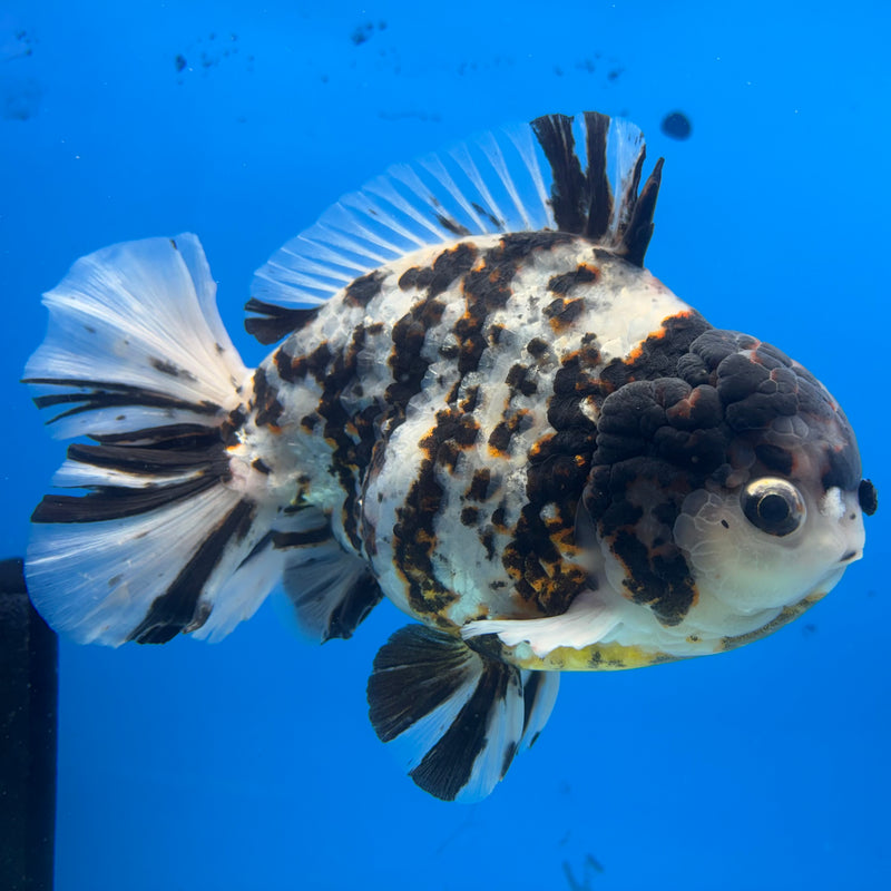 Thai Oranda Tri-Color Calico Tiger 5.5” Body Male(NKT-CK-1033)SHOWTANK2