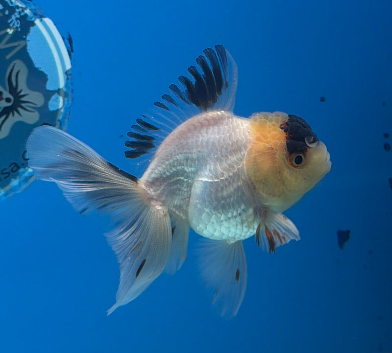 Thai Oranda Lemonhead Tri-Color 2.5” Female (FEB-272)R3A09