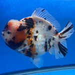 Thai Oranda Tri-Color Tiger 4.5" Female (NKT-CK-1566)BLUETUB-B