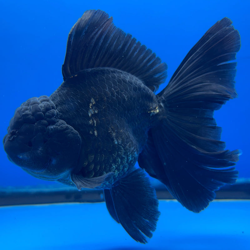 Thai Oranda Full Black 3.5” Body Male(CK-620)R1B02