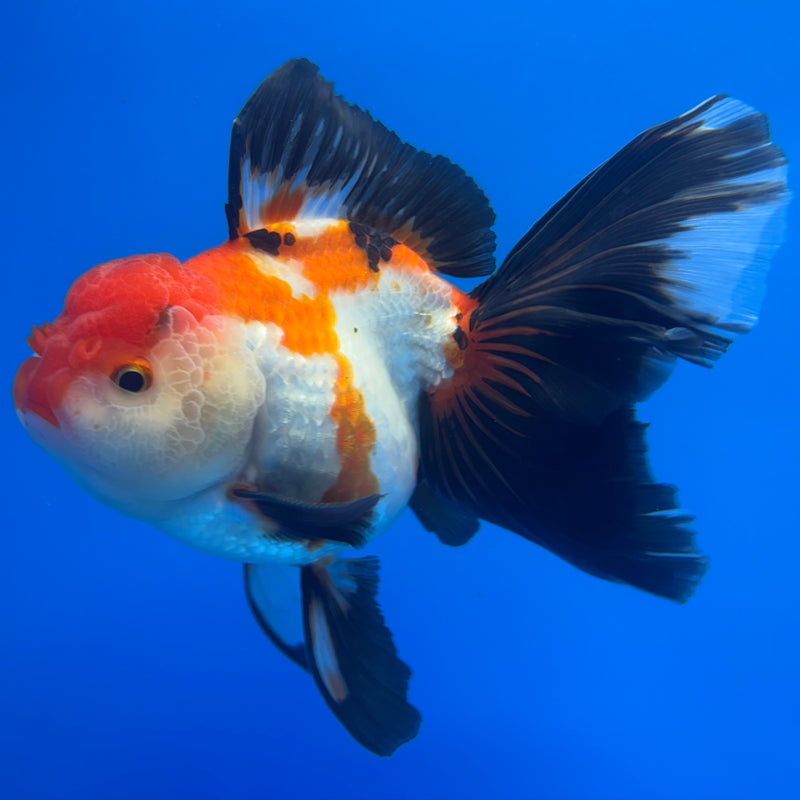 Thai Oranda AA JUMBO Tri-Color/Apache 4” Body Male(AA-CK-1357)R1BLUETUB3