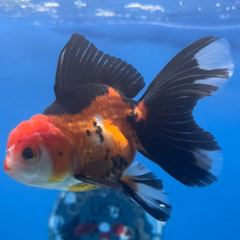 Thai Oranda Apache 2.5” Body Male(CK-1426)R3B18