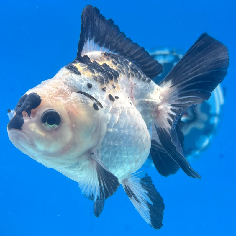 Thai Oranda Panda 3” Body Male(CK-1410)R1B09