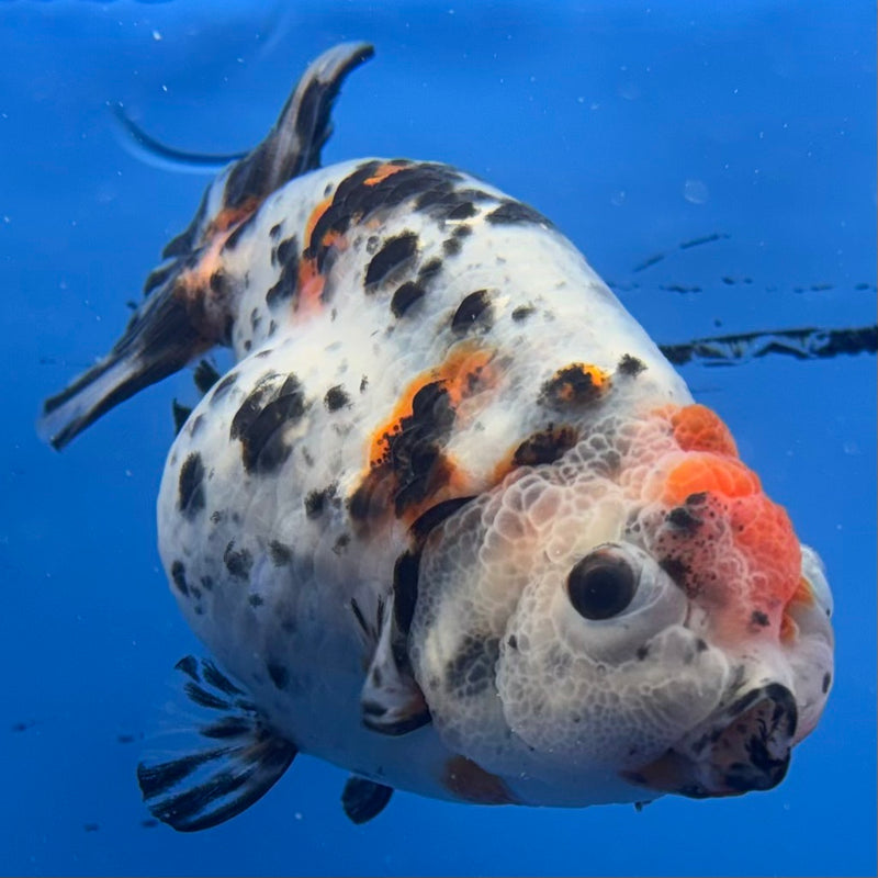 Thai Ranchu Tri-Color Calico 3.5” Body Female(CK-940)R2C03