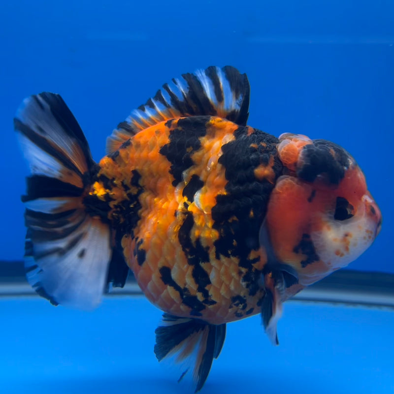 Thai Premium Oranda Yuanbao Tiger Calico 4” Body Male(CK-756)R1BlueTub4