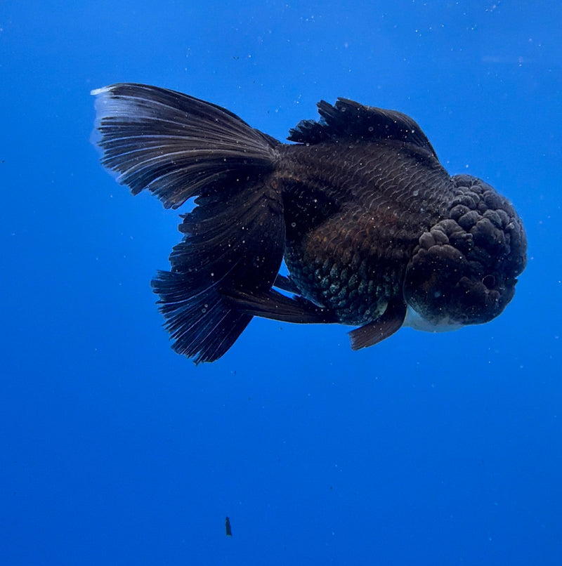 Thai Oranda Super Black 3in Female (FEB-298)R2B06