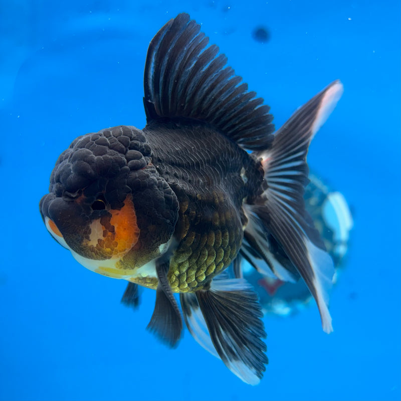 Thai Oranda Apache 2.5” Body Male(CK-982)R3B08