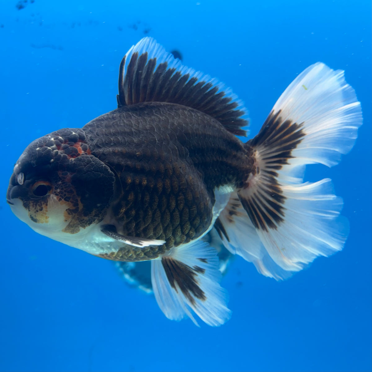 Thai Oranda Tri-Color 3.5” Body Male(BIN-CK-1058)SHOWTANKB