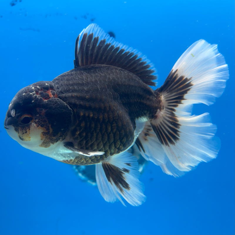 Thai Oranda Tri-Color 3.5” Body Male(BIN-CK-1058)SHOWTANK2