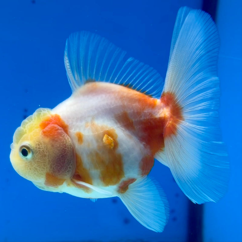 Thai Oranda Lemon Head Red/White Calico 2.5” Body Male(CK-1208)SHOWTANK