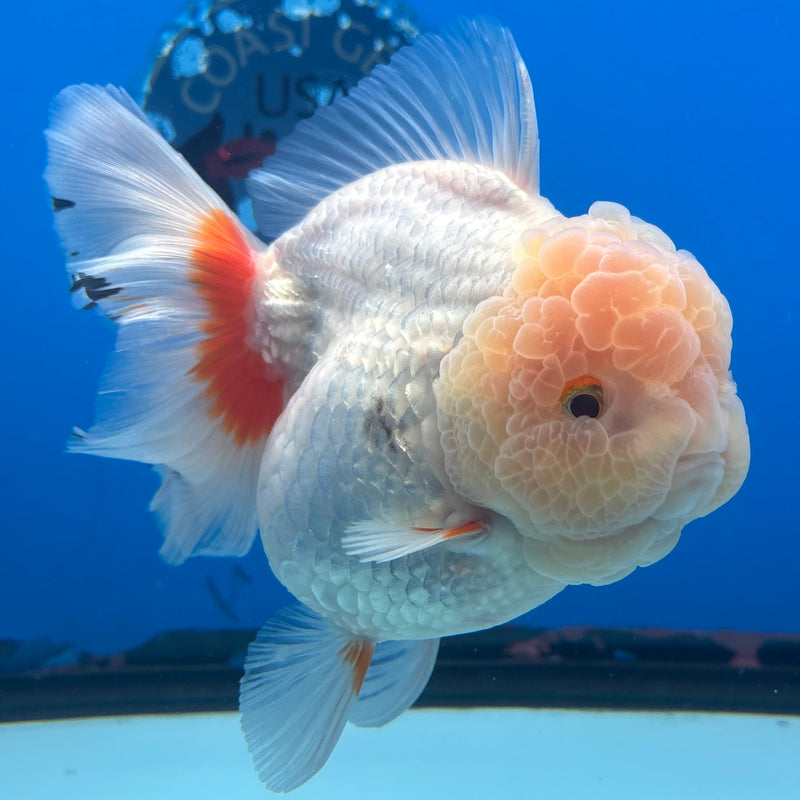 Thai Jumbo Oranda Lemon Head Red/White 4” Body Female(CRP-CK-1080)BLUETUB2