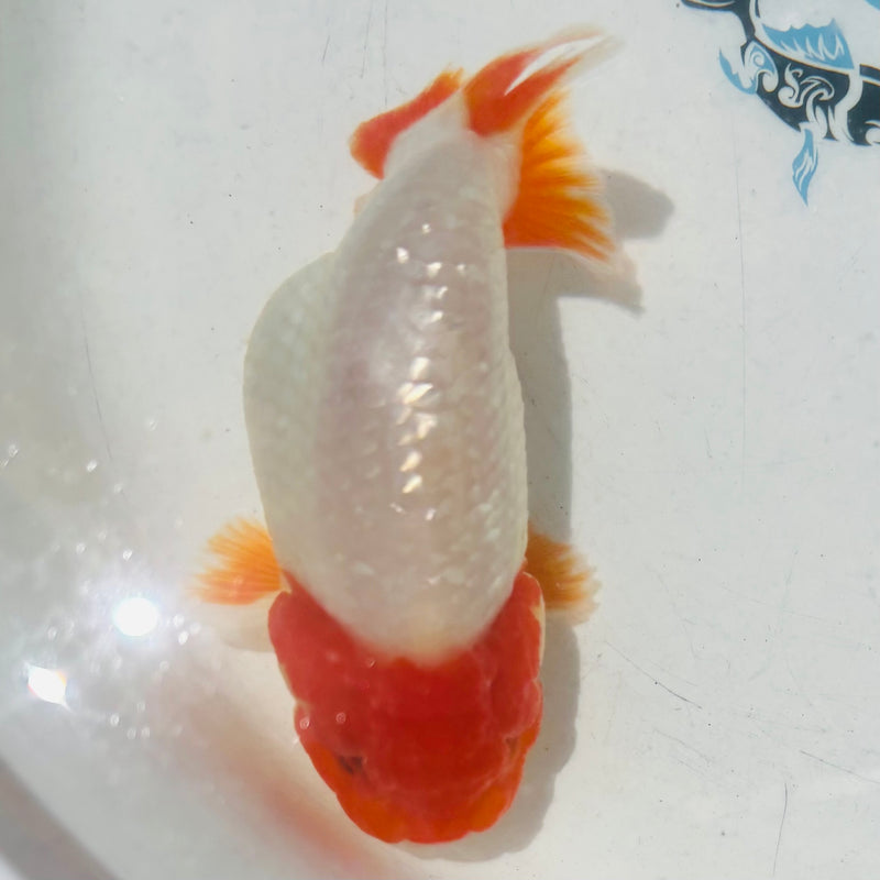 Thai Top View Red Head Ranchu A Grade 3.5” Body Male(CK-889)BLUETUB1
