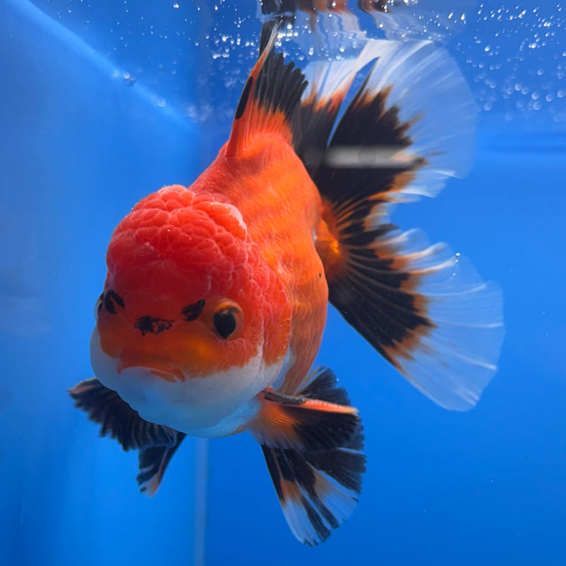 Thai Oranda Apache 3” Body Male(CK-681)R1A09