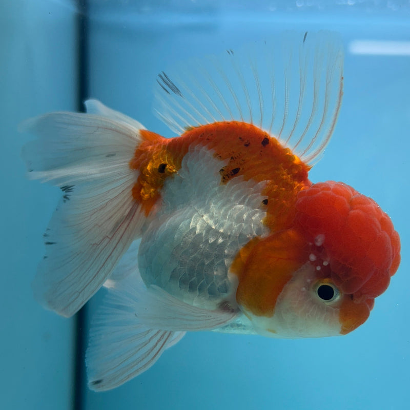 Live Premium Fancy Goldfish Thai Oranda Red & White Body Male 3.5” Body (JC-005) R1A06