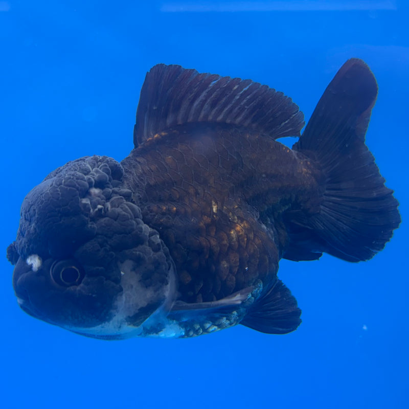 Thai Oranda JUMBO Panda 4” Body Female(QGF-CK-1338)BLUETUB1