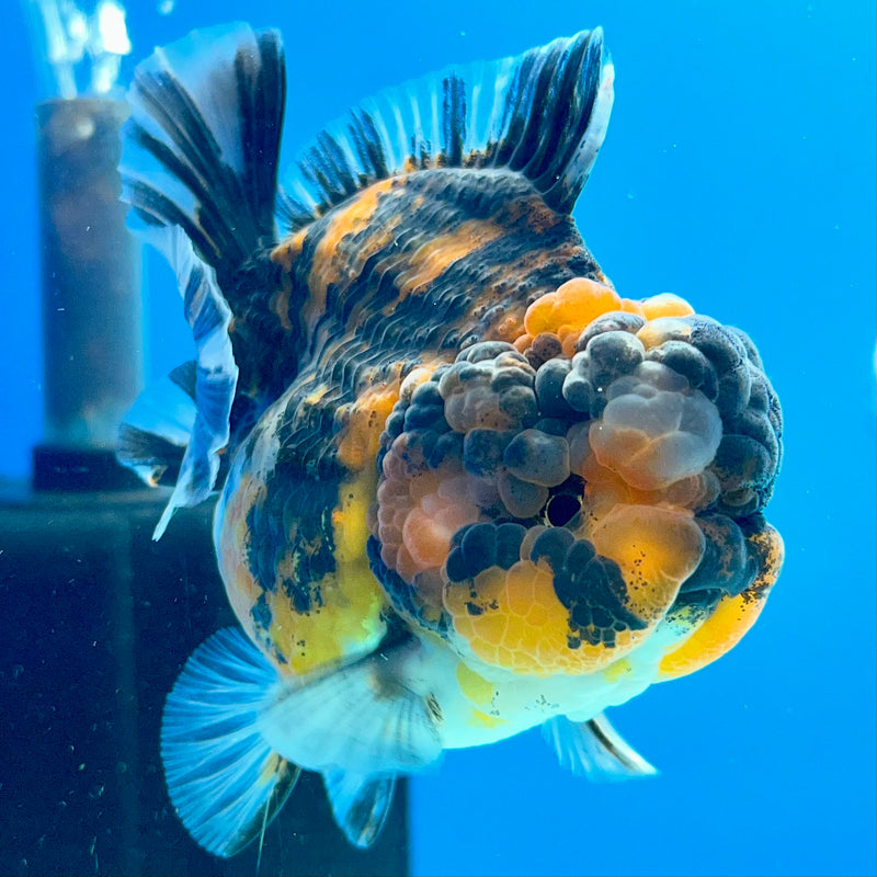 Thai Oranda Tri-Color Calico Tiger 3” Body Female(QGF-CK-1094)SHOWTANK