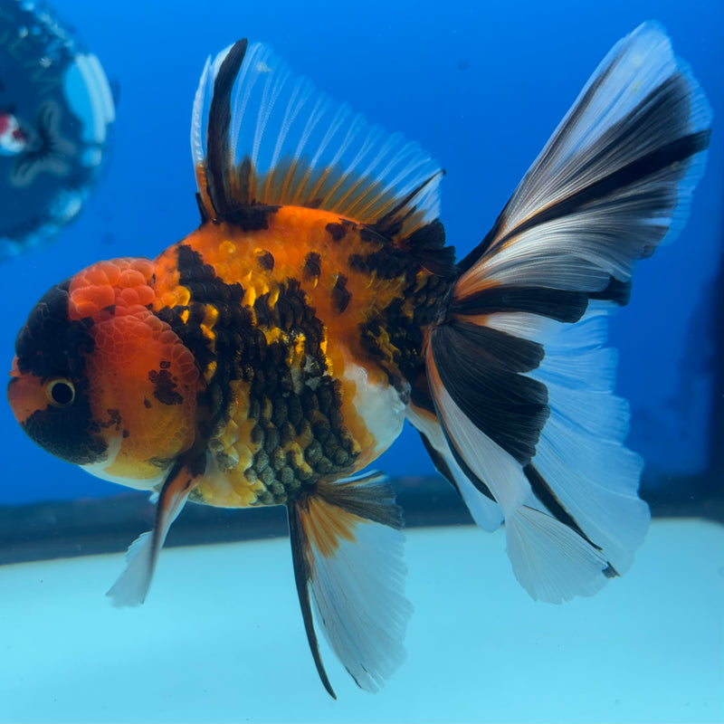 Thai Oranda Tri-Color Tiger Calico 3.5” Body Male(BIN-CK-1057)SHOWTANK2