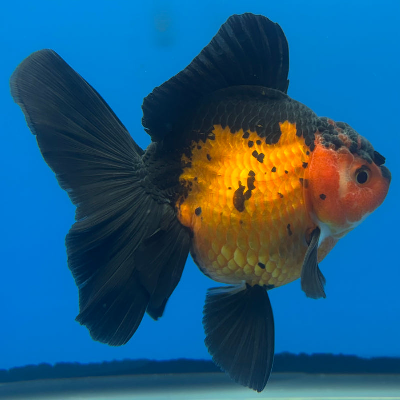Thai Oranda Apache 3” Body Male(CK-696)R1B07
