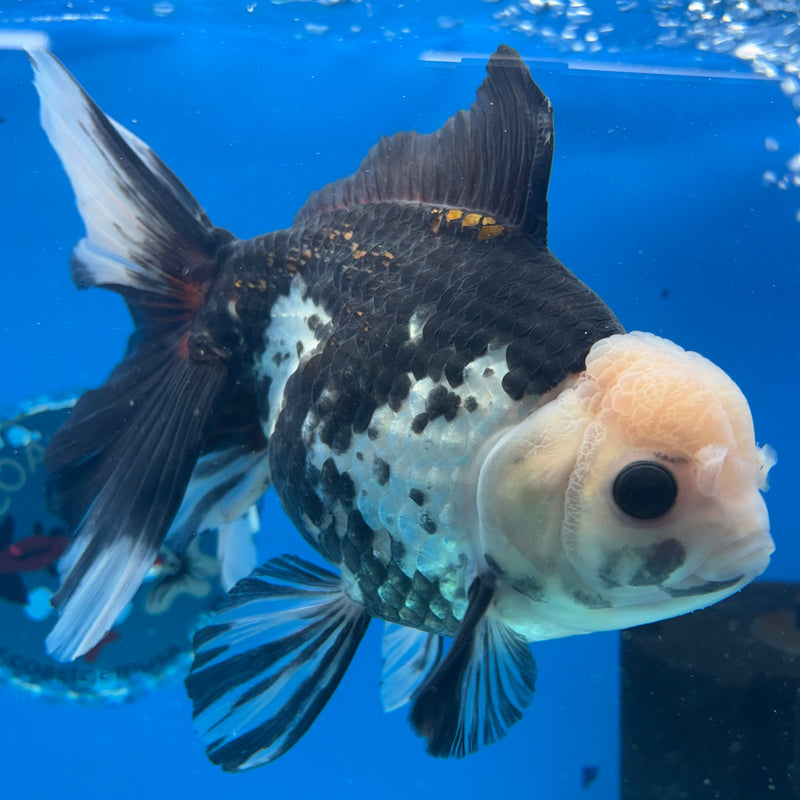 Thai Oranda Tri-Color 5” Body Female(CK-1487)R2B18