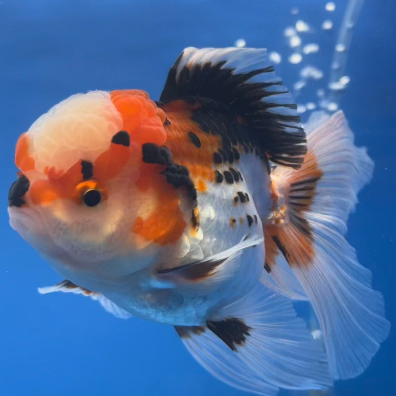 Thai Oranda Tri-Color Apache 3” Body Female(CK-667)R1B08