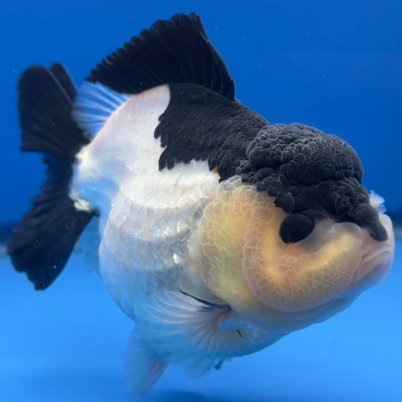 Thai Premium Oranda Yuanbao Panda 4” Body Male(CK-772)R1BlueTub4