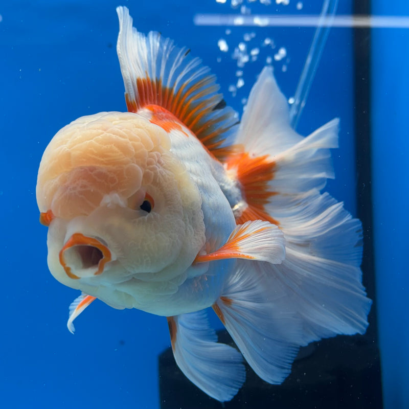 Thai Oranda JUMBO Red/White 4” Body Male(CK-1439)BLUETUB2