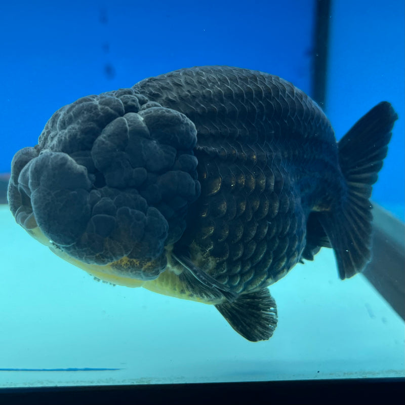 Thai Ranchu SPECIAL COLOR Apache 3.5” Body Male(CK-1113)R1A04