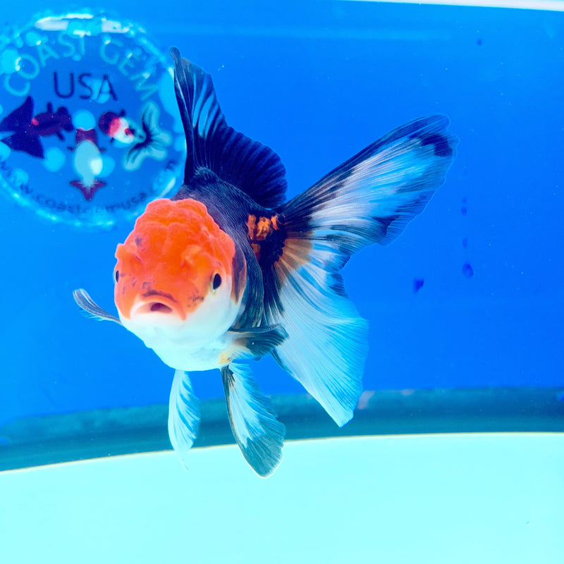 Thai Oranda Apache 3in Female (FEB-293)R2B05
